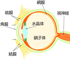 目の断面図