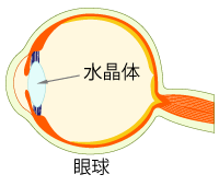 水晶体の位置