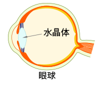 水晶体の位置